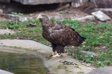 White-tailed Sea-eagle (Haliaeetus albicilla).