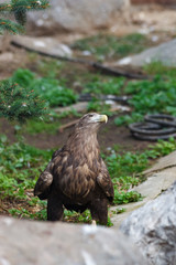 White-tailed Sea-eagle (Haliaeetus albicilla).