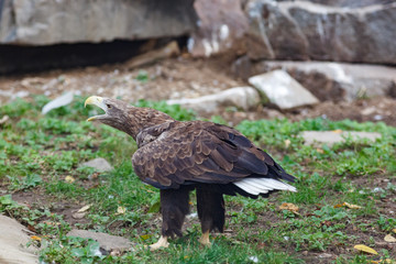 White-tailed Sea-eagle (Haliaeetus albicilla).