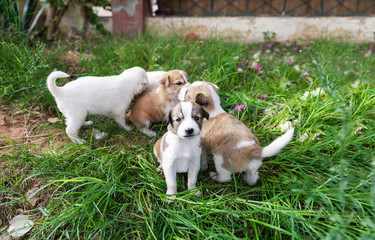 Homeless puppies in a grass. Closeup photo