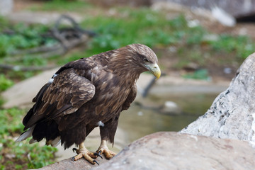 White-tailed Sea-eagle (Haliaeetus albicilla).