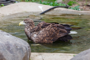 White-tailed Sea-eagle (Haliaeetus albicilla).