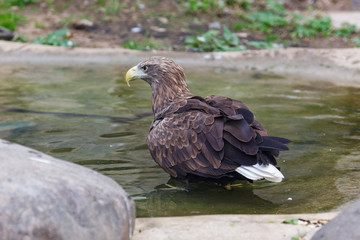 White-tailed Sea-eagle (Haliaeetus albicilla).