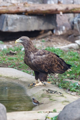 White-tailed Sea-eagle (Haliaeetus albicilla).