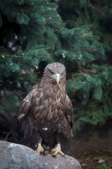 White-tailed Sea-eagle (Haliaeetus albicilla).
