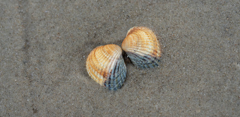 Herzmuschel am Strand