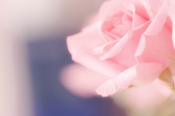 soft and sweet pink rose with blurry space background for romantic concept