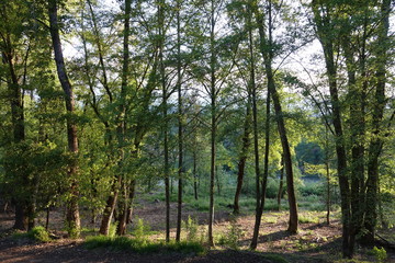 Obraz premium trees in the forest