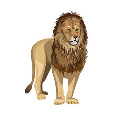 African lion vector