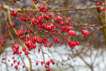 Winter rowan fruit