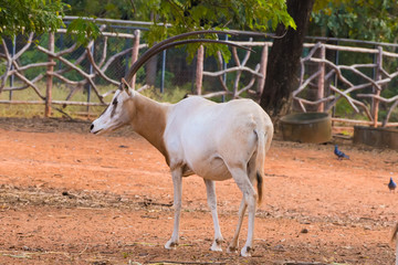 Scimitar-Horned Oryx (Oryx dammah) eating grass And going for a walking.