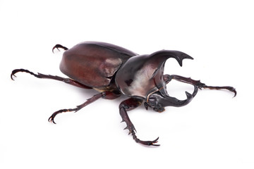 Nashornkäfer auf weissem Hintergrund