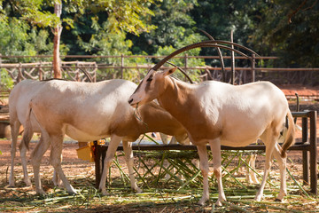 Naklejka na ściany i meble Scimitar-Horned Oryx (Oryx dammah) eating grass And going for a walking.
