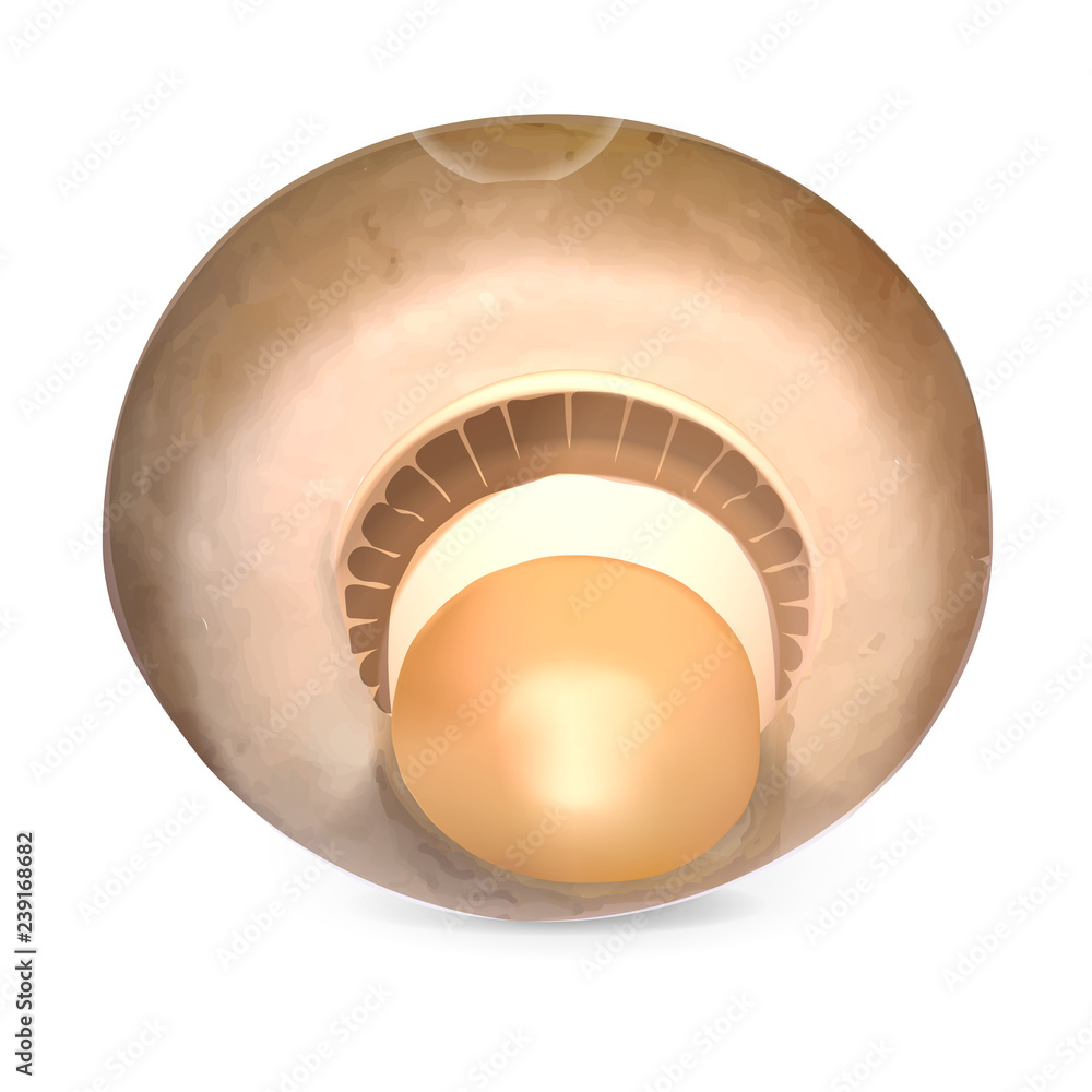Poster champignon icon. realistic illustration of champignon vector icon for web design isolated on white b