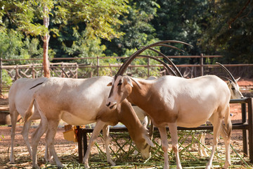 Scimitar-Horned Oryx (Oryx dammah) eating grass And going for a walking.