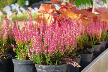Seedlings of pink heather bushes in pots in garden store. Nursery of various green plants for gardening. Heather bushes in garden shop.