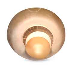 Champignon icon. Realistic illustration of champignon vector icon for web design isolated on white background