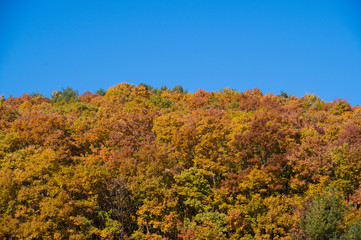 秋の矢ノ原湿原