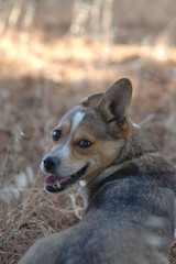 portrait of a dog