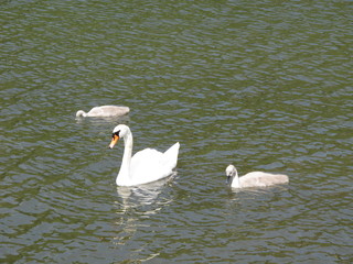 Höckerschwan (Cygnus olor) mit Küken auf dem Neckar