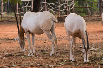 Obraz na płótnie Canvas Scimitar-Horned Oryx (Oryx dammah) eating grass And going for a walking.