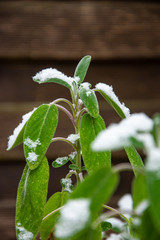 Orchideen, Chili, Winter, Gewürze, Kräuter