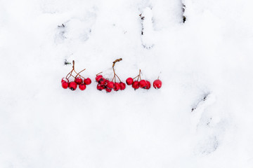 Rowan berries on snow
