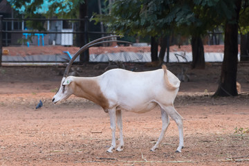 Scimitar-Horned Oryx (Oryx dammah) eating grass And going for a walking.