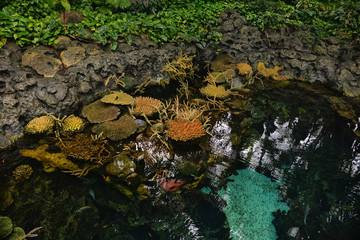Marine life in the aquarium of Lisbon, Portugal