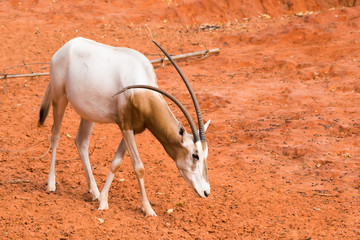 Scimitar-Horned Oryx (Oryx dammah) eating grass And going for a walking.