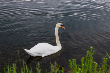 A swan swimming in the water