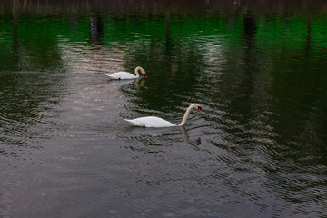 Two swans swimming in the water