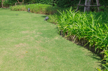 Obraz premium Green lawn and flowering shrubs in a landscaped garden