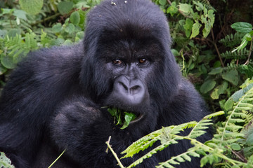 Naklejka premium Close up of mountain gorilla in the wild eating leaf in forest clearing Rwanda 