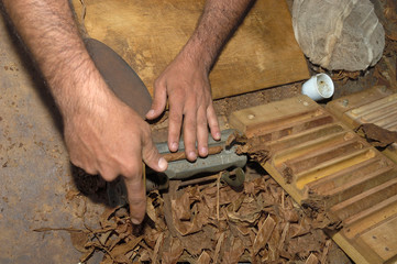Closeup of hands making cigar from tobacco leaves.