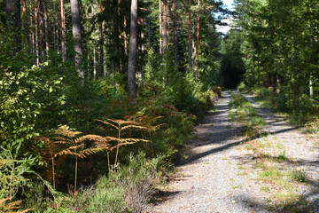 Country road into the forest
