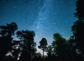 Clear night sky in the forest
