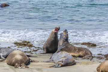 shouting and fighting male young sea lions