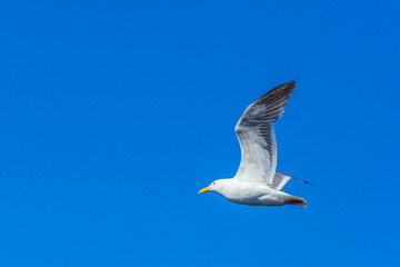 seagull flying in the blue sky