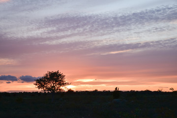 Obraz premium Alone tree by sunset