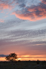 Colorful sunset with a tree silhouette