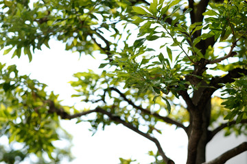 leaves