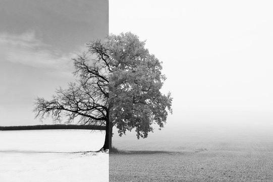Black and white abstract photo with lonely tree