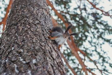 Белка на дереве в зимний день © rosimon