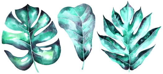 Tropical leaves set. Jungle, botanical watercolor illustrations, floral elements, palm leaves, monstera leaves and others.