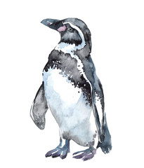 Watercolor clipart with penguin isolated on white background. Hand drawn illustration © Anastasiia