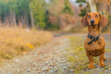 Dachshund standing on a stone path looking very attentive in the forest on a beautiful and sunny autumn day in the Belgian Ardennes, copy space or space for text