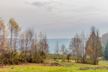 Fototapeta premium beautiful image of trees without leaves on a meadow with green grass with a little mist in the background on a wonderful cold winter day in of the Belgian Ardennes