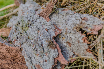 image of tree bark piled with some branches in the forest of the Belgian Ardennes