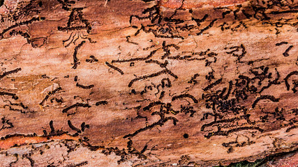 amazing view of a tree bark with irregular patterns possibly caused by the bark beetle in the forest of the Belgian Ardennes
